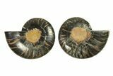 Cut & Polished Ammonite Fossil - Unusual Black Color #296276-1